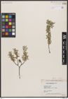 Foto von Salix brachycarpa Nutt.